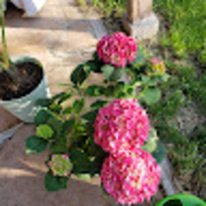 Meet your Posher, Joanne